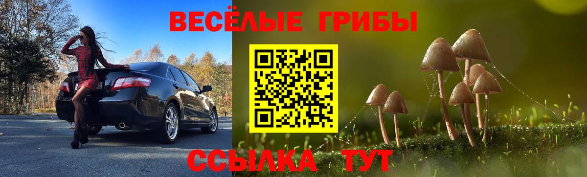 где продают   Псилоцибиновые грибы MAGIC MUSHROOMS  Вход с VPN  Можга 